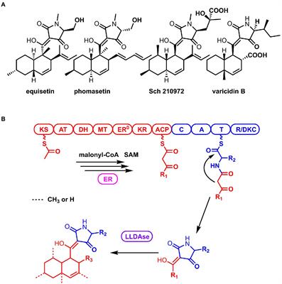 Discovery and biosynthesis of macrophasetins from the plant pathogen fungus Macrophomina phaseolina